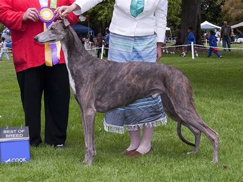 megashare greyhound